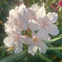 luvsick-chivalry avatar