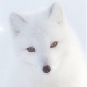 luxekitsune avatar