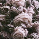 luxuriumstrigis-blog avatar