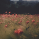 lvlymoonlight avatar