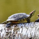 lycanthropiclesbians avatar