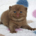 lycheecannibal avatar