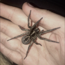 lycosidaelore avatar