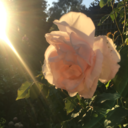 lydia----rose avatar