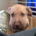 lydiathebuttqueen avatar