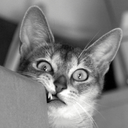 lym-blog-blog avatar