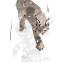 lynxcanadensis avatar