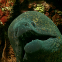 lyricalpyromancer avatar