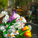 lyriceditsfromhell avatar