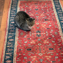 lyricroseclaw avatar