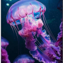 lyriumjellyfish avatar