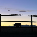 lysergicdreams avatar