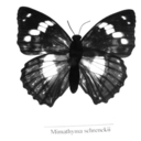 m-onica-blog1 avatar