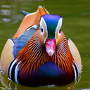 mabelduck avatar