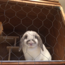 mac-and-bree-cheese avatar