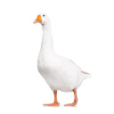 mac-and-geese avatar