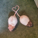 macaroniandpoop avatar