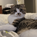 macchacat avatar