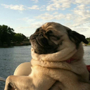 maccianosblog avatar