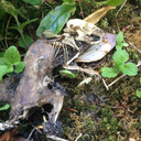 macerationmutt avatar