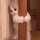 machancheese0119 avatar