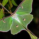 machiavellian-ego avatar