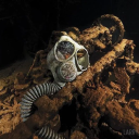 machineteethepoch avatar