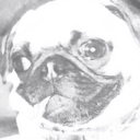 machopug avatar