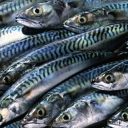 mackerelackin avatar