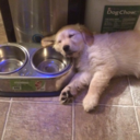 madame-mercury avatar