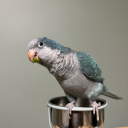 madame-oiseau avatar