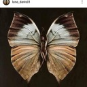 madame0butterfly avatar