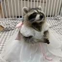 madameraccoon avatar