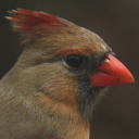 madderthecardinal avatar