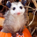 maddiedrawsstuff avatar