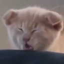 maddiethe-elf avatar