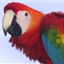 maddmacaw avatar