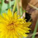 maddpocalypse avatar