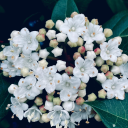 mademoisellenoraliya avatar