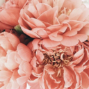 mademoiselleraquelle avatar