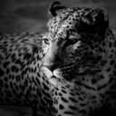 madforwildlife-blog avatar