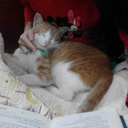 madisoncamellia avatar