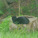 madscissorcorpse avatar