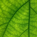 mael-versicolore avatar