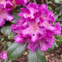 maelstromofdust avatar