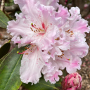 maelstromofsand avatar