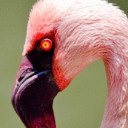 maestroflamingo avatar