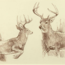 maeve-morgan-rd avatar