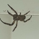 maganyosvandor avatar