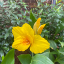 maggieindahouse avatar